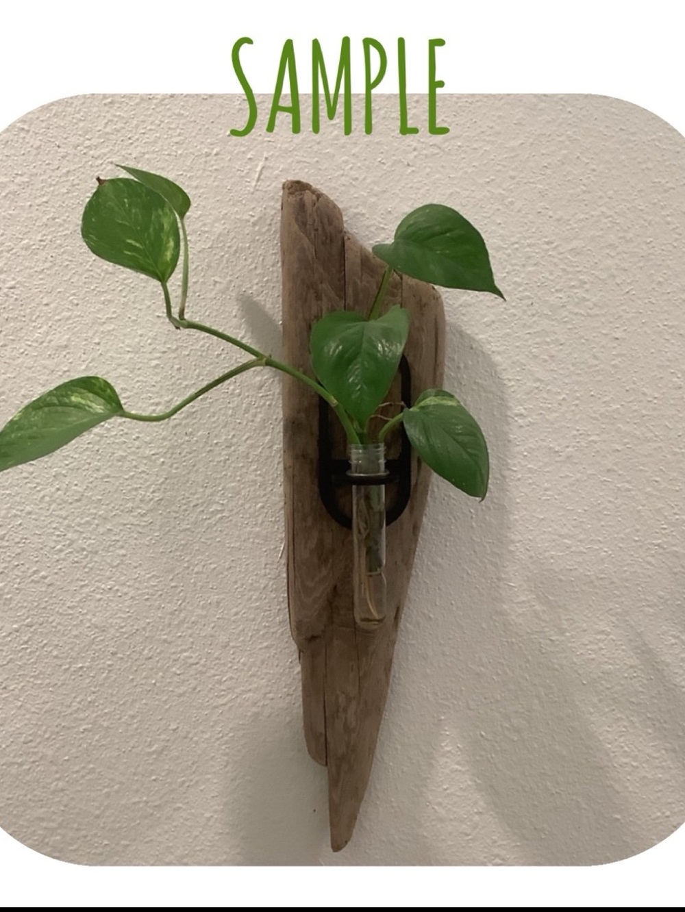 Driftwood Art , Driftwood Hanging Plant Plaque, Driftwood Coastal Art - Picture 8 of 8
